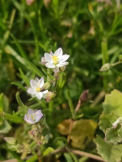 Corn spurry during spring 