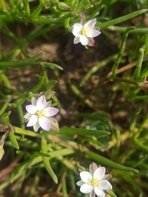 Tiny flowers of corn spurry during spring