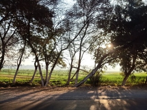 Green fields with sunrise 