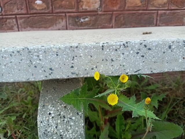 Dandelion plant with a bench 