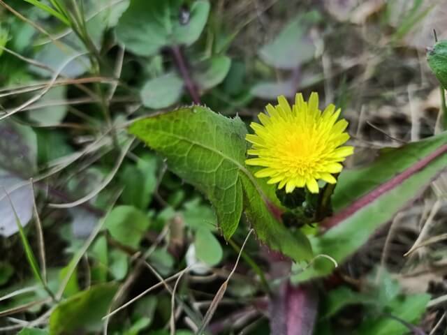 Attractive dandelion flower and a leaf 