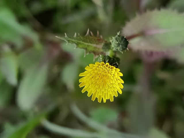 Macro dandelion flower 