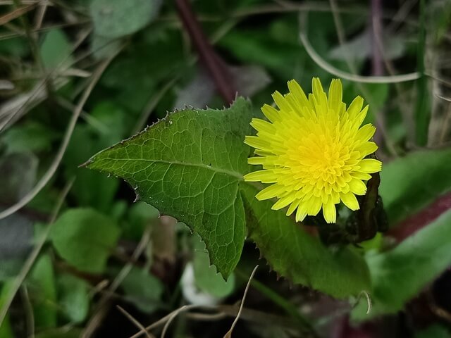 Beautiful yellow dandelion flower on plant 