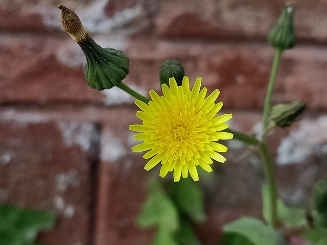 Dandelion flower with a bud 