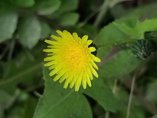 Macro petals of dandelion flower 