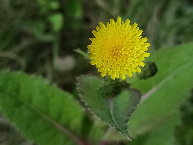 Flowers of dandelion top view 