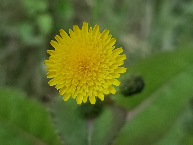 Top macro view of a dandelion flower 