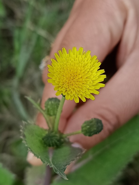 Plucking of dandelion flower 