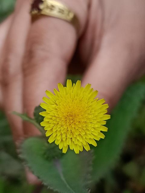 Dandelion flower details 