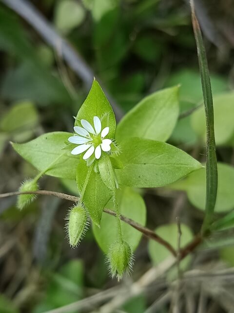 Chick weed flower