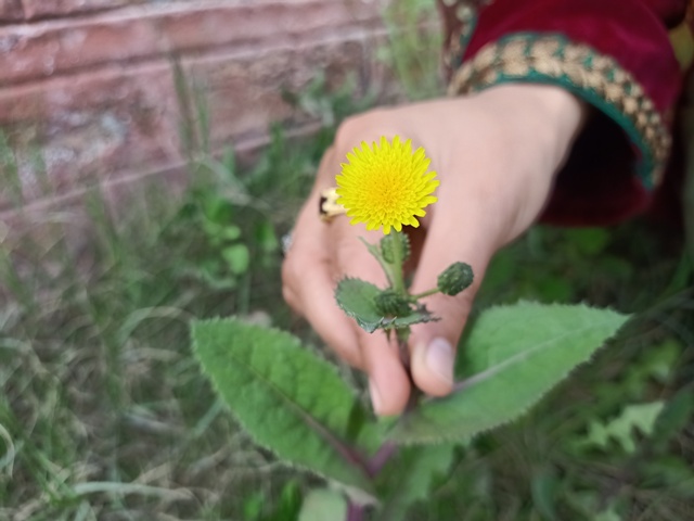 Beautiful single dandelion flower 