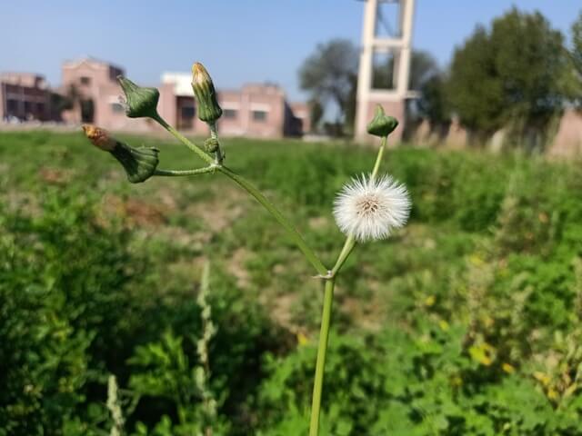 Dandelion seeds