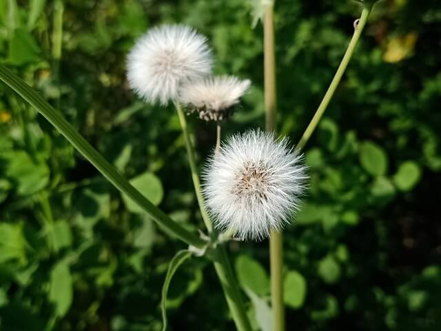 Seeds of dandelion on a plant 