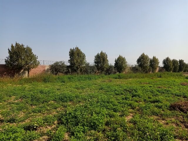 A landscape with trees, wild plants and blue sky 