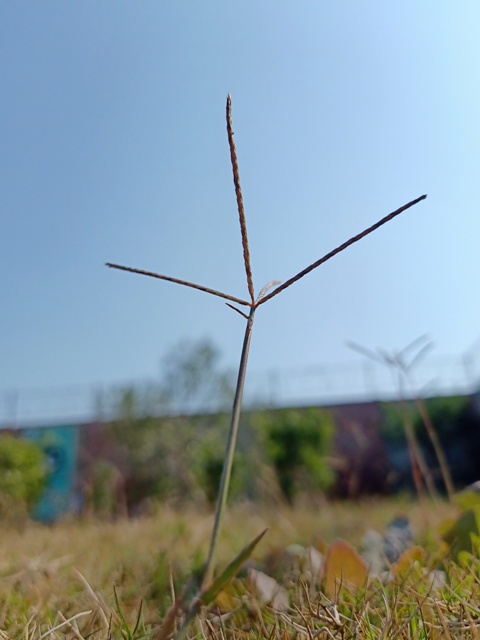 Grass blade with sky 