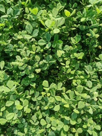 Tiny alfalfa leaves 