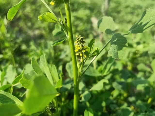 Alfalfa flowers 