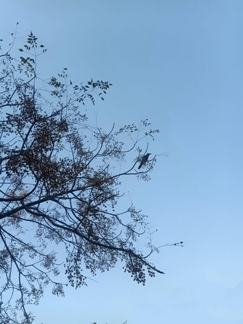Crow sitting on a tree 