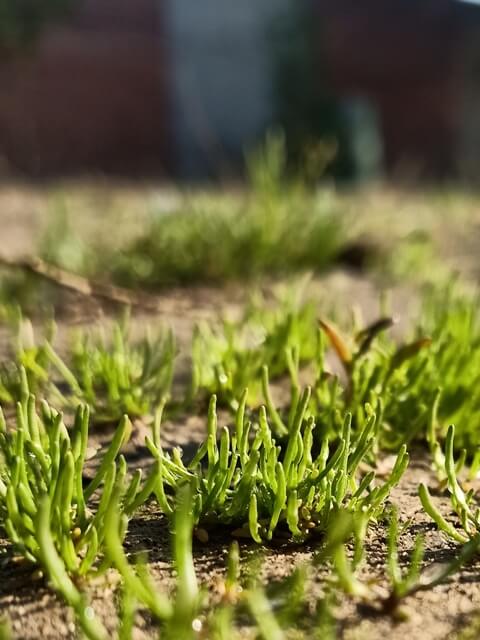 Wild plants germination on the ground 