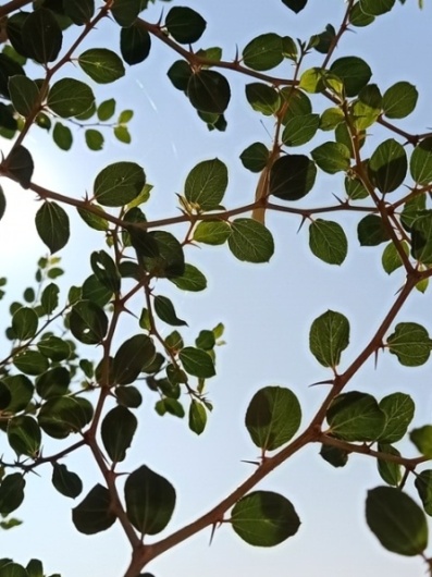 Ziziphus jujuba leaves