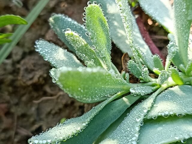 Attractive leaves of wild plant with dewdrops 