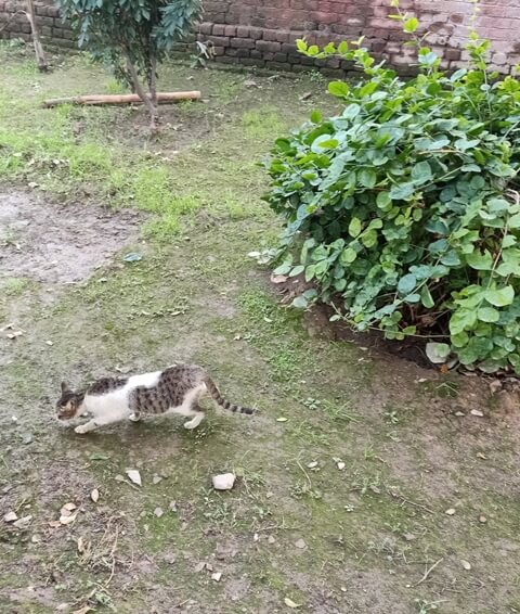 Domestic cat chasing prey 