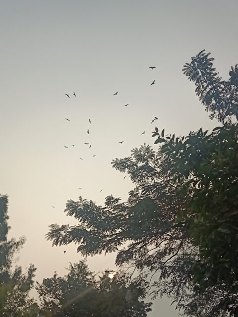 Kite birds in the sky