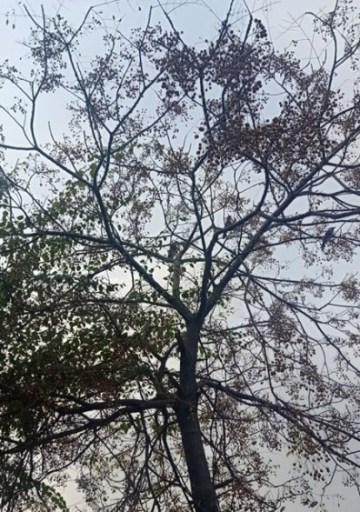 Attractive tree and a bird 