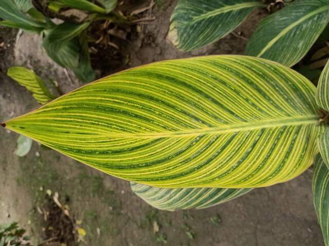 Leaf of Canna indica plant 