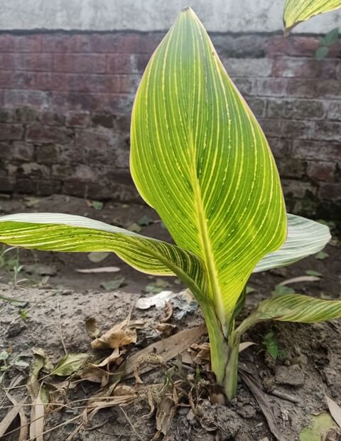 Canna indica plant 