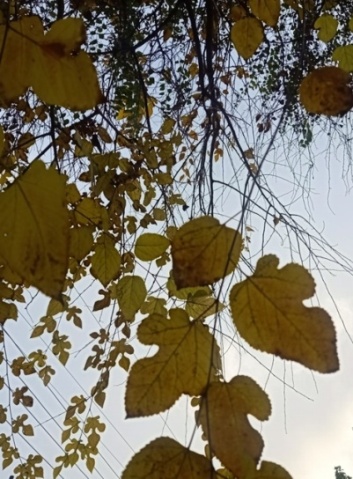 Yellow autumn leaves 