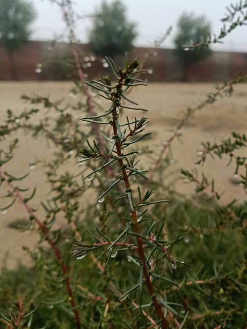 A wild plant with dewdrops