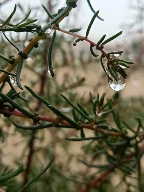 Attractive image of dewdrop on a plant stem 