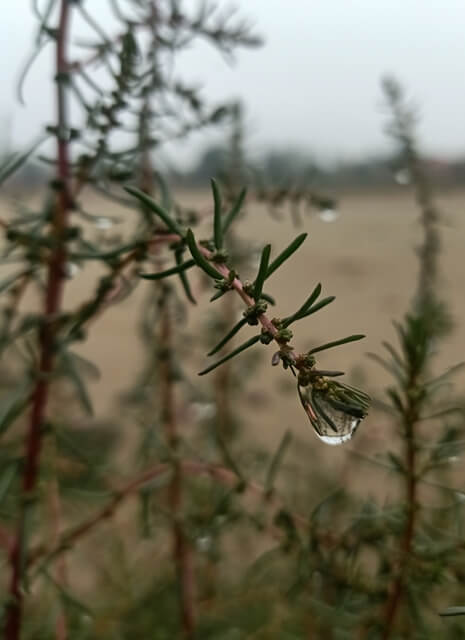 A drop on the wild plant stem