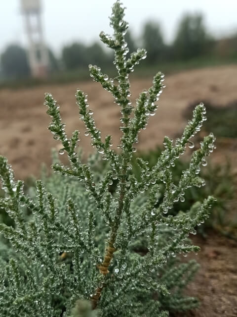 Beautiful intricate pattern of leaves with dewdrops