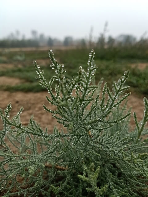 Condensed water drops on a plant 