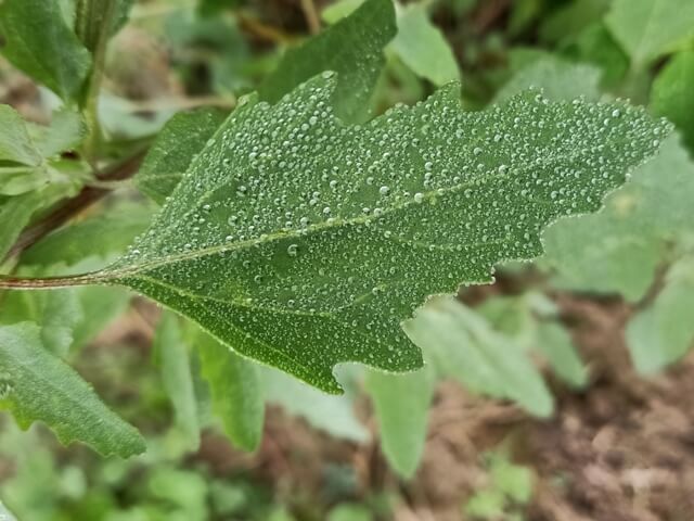 Leaf with tiny dew drops 