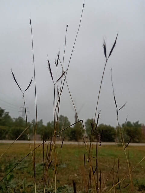 Wild grass leaves 