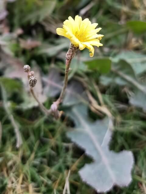 Attractive dandelion flower