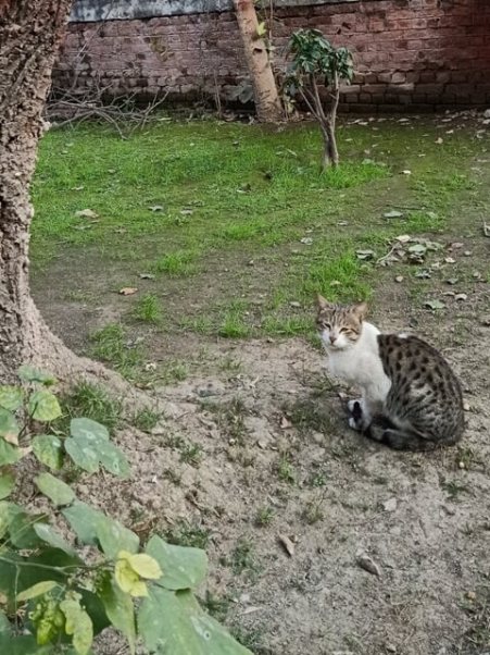 Domestic cat in a garden