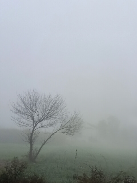 A tree in fog