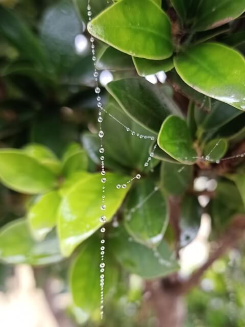Strand of spiderweb with dewdrops 