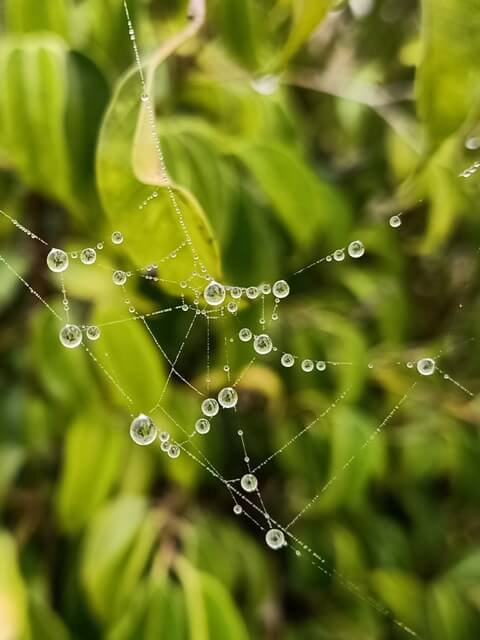 Dewdrops on a spider web strand