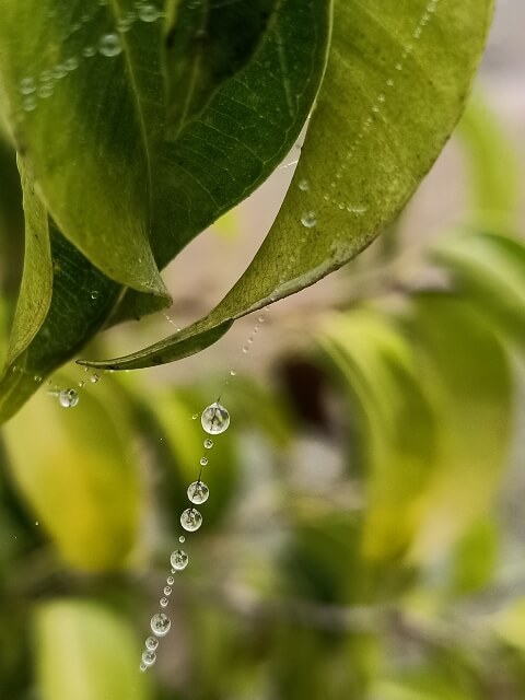 Dewdrops attached with a leaf
