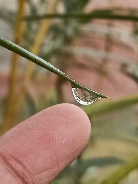 A dewdrop attached with a leaf 