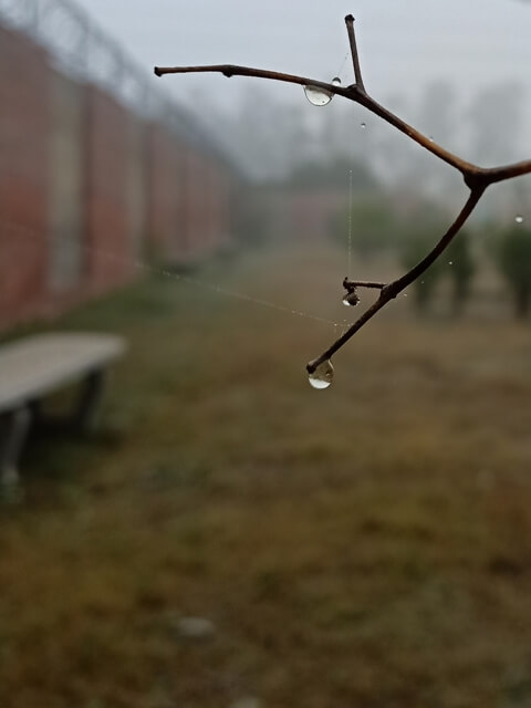 A drop from a leafless stem