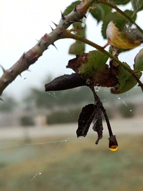 Dewdrops on a rose plant leaves