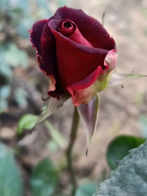 Rosa indica bud opening 