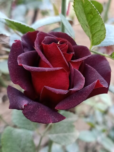 Bloom of a red rose 