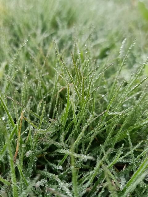 Attractive grass with dewdrops 